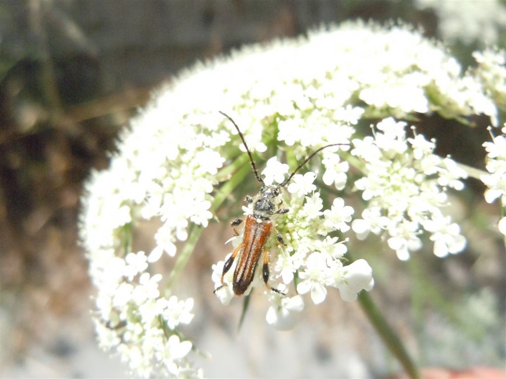 Oedemeridae? No. Stenopterus ater  (Cerambycidae)